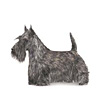 Scottish Terrier